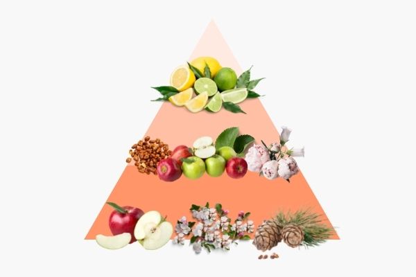 Pyramide olfactive Eclats de Fruits